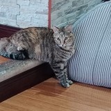 Molly