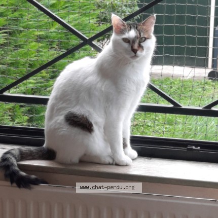 Foto de un gato reunido en Choisy Le Roi
