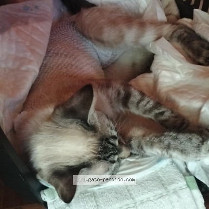Foto 1/1 moka Gato perdido en Zgz