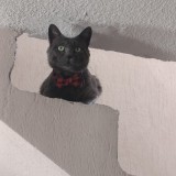 Macho