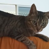 julieta