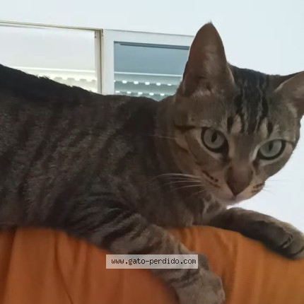 Foto del gato perdido en Malaga