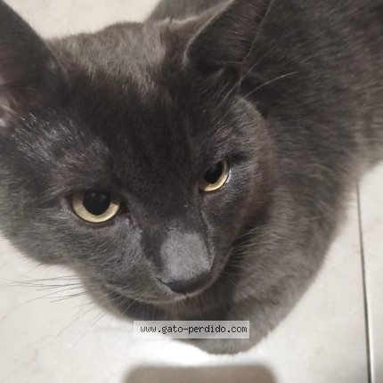 Foto 4/5 Micheladas Gato perdido en Acapulco De Juarez