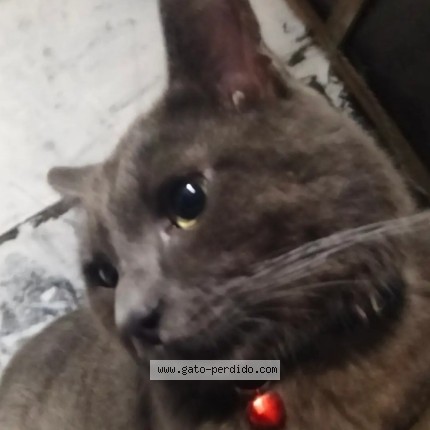 Foto 5/5 Micheladas Gato perdido en Acapulco De Juarez