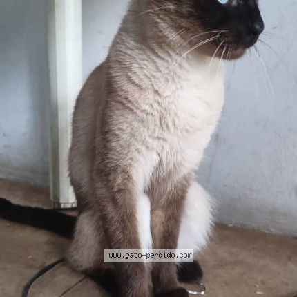 Foto del gato perdido en Sucre Parque Nacional Mochima