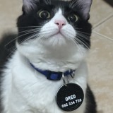 Oreo