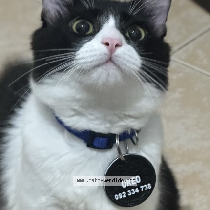 Foto 1/1 Oreo Gato perdido en Montevideo