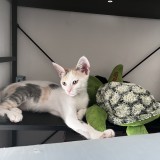 chloe
