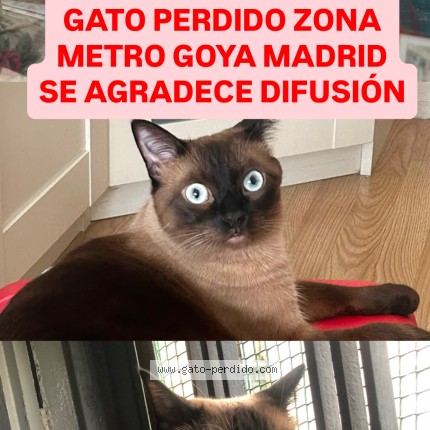Foto del gato perdido en Madrid