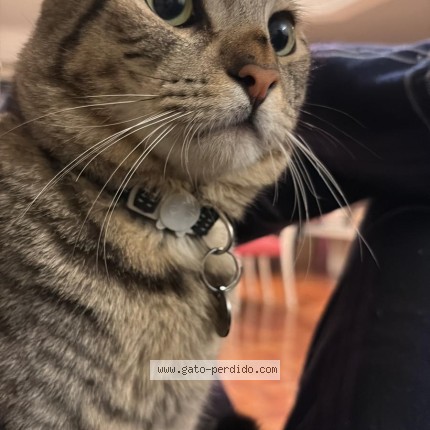 Foto del gato perdido en Montevideo