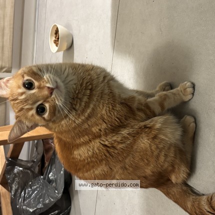 Foto de gato encontrado en Vicente Lopez