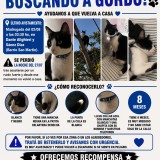 gordo