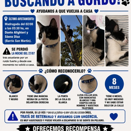 Foto 1/1 gordo Gato perdido en Rafaela