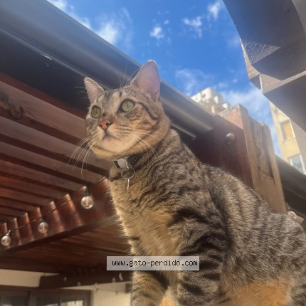 Foto 1/1 Greco Gato perdido en Montevideo Pocitos