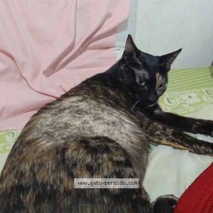 Foto del gato perdido en Penarol