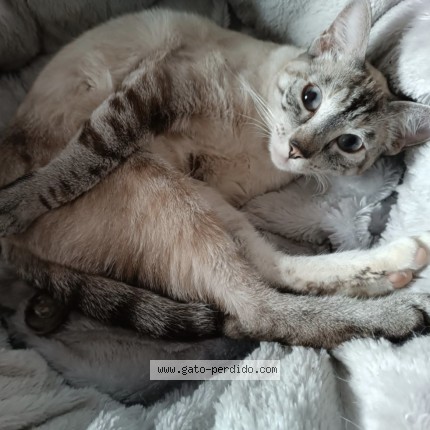 Foto del gato perdido en Valencia