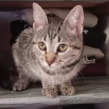 Agatha