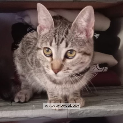Foto del gato perdido en Montevideo