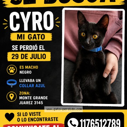 Foto del gato perdido en Monte Grande