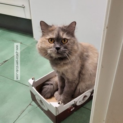 Foto del gato perdido en Castell De Ferro