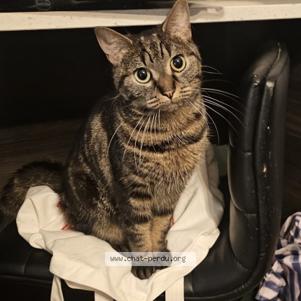 Foto de un gato reunido en Schaerbeek