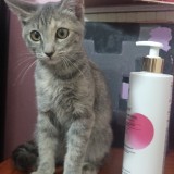 Perla