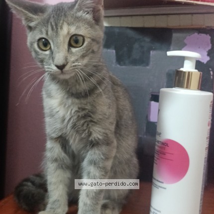 Foto 1/1 Perla Gato perdido en Tlajomulco