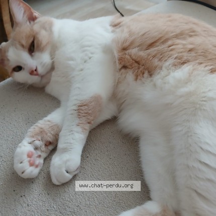 Foto de un gato reunido en Saint Pere Sur Loire