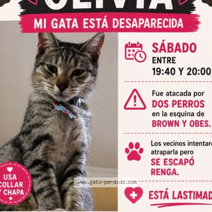 Foto 2/2 Olivia Gato perdido en Quilmes