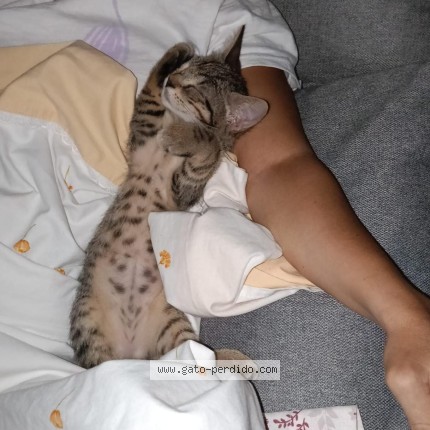 Foto 1/1 Shakira Gato perdido en Murcia