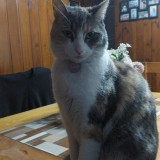 Lily