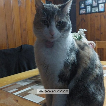 Foto 1/1 Gato encontrado Perdido en Penalolen
