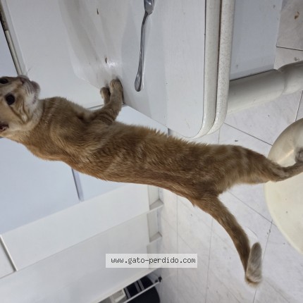 Foto 1/1 Maggie Gato perdido en Gijon