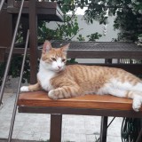 Teo