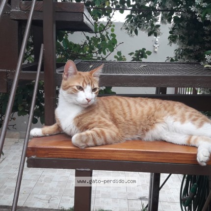 Foto 1/1 Gato encontrado Perdido en Mar Del Plata