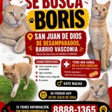 Boris