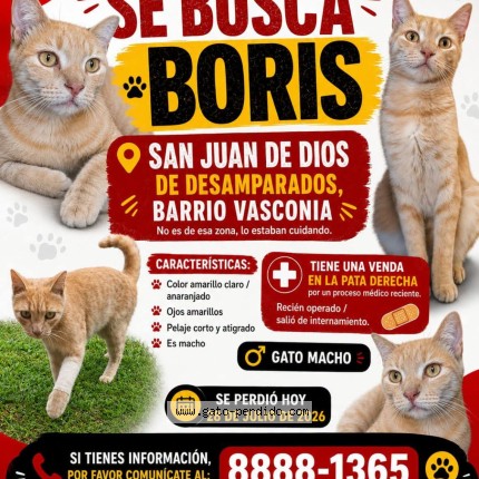 Foto 1/1 Boris Gato perdido en San Juan De Dios Desamparados