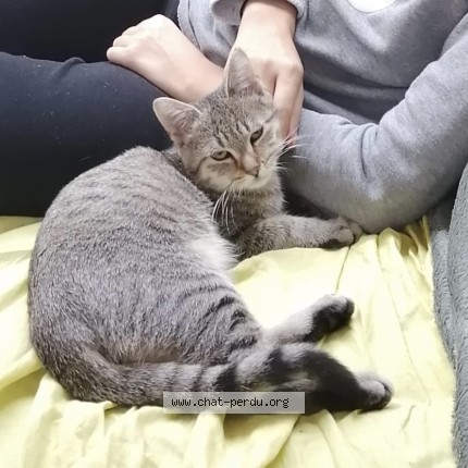 Foto de un gato reunido en Wambrechies