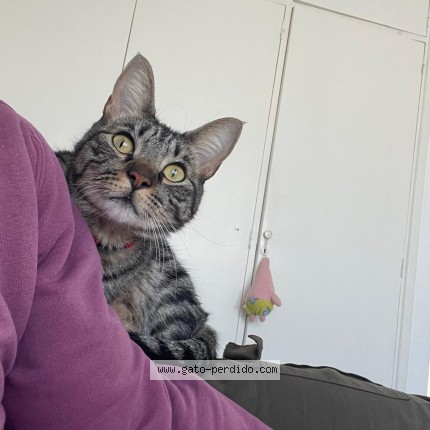 Foto 2/2 Floyd Gato perdido en Vicente Lopez