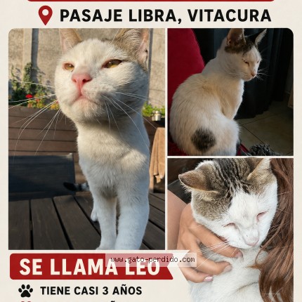 Foto 1/1 Leo Gato perdido en Vitacura