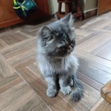 Julian