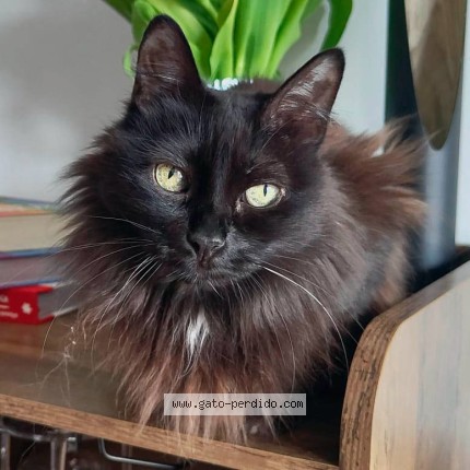 Foto 1/1 Selene Gato perdido en Zaragoza