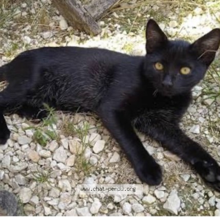 Foto de un gato reunido en Limoges