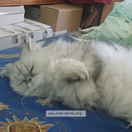 Foto de un gato reunido en Sache