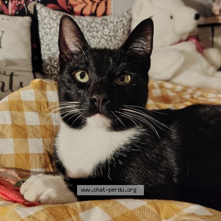 Foto de un gato reunido en Phalempin
