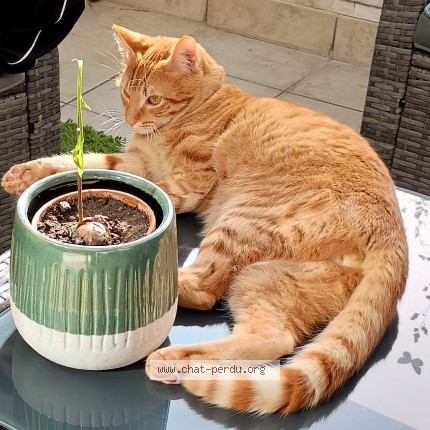 Foto de un gato reunido en Fougeres