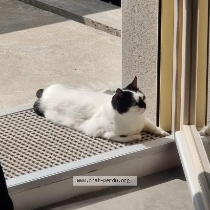 Foto de un gato reunido en Quimper