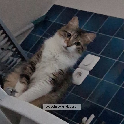 Foto de un gato reunido en Vourles