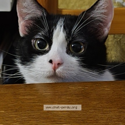 Foto de un gato reunido en Saint Claude