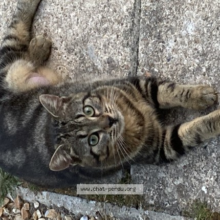 Foto de un gato reunido en Collandres